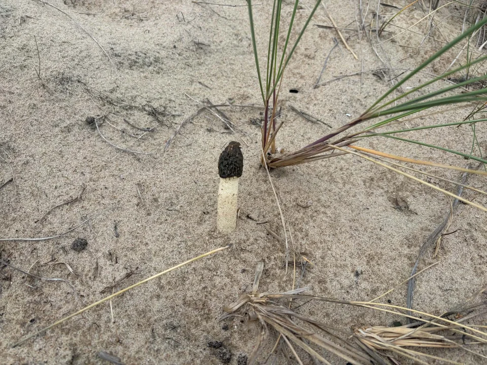Nietypowe znalezisko na gdańskiej plaży. Ten grzyb zaskakuje wyglądem